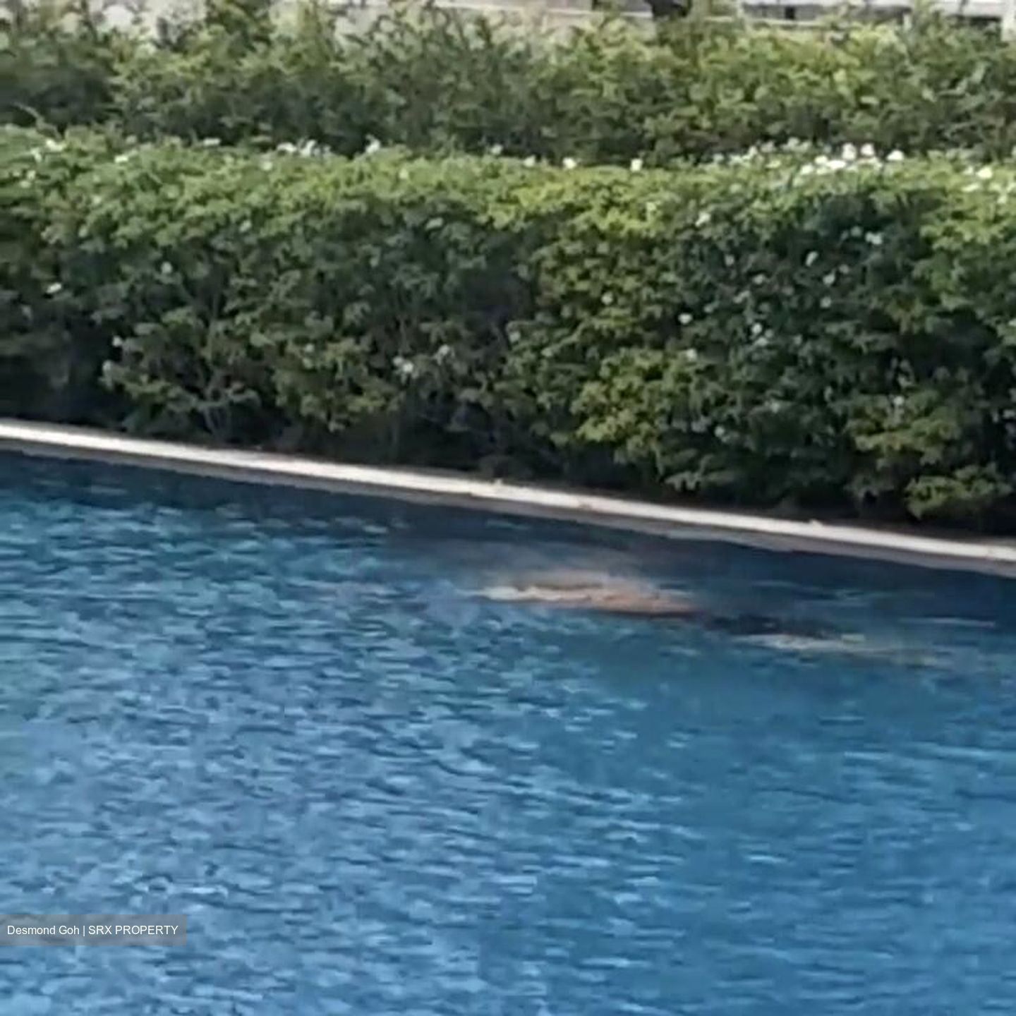 Waterfront @ Faber (D5), Apartment #478298061